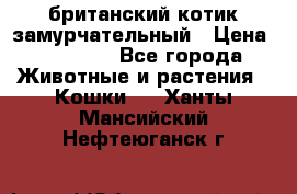 британский котик замурчательный › Цена ­ 12 000 - Все города Животные и растения » Кошки   . Ханты-Мансийский,Нефтеюганск г.